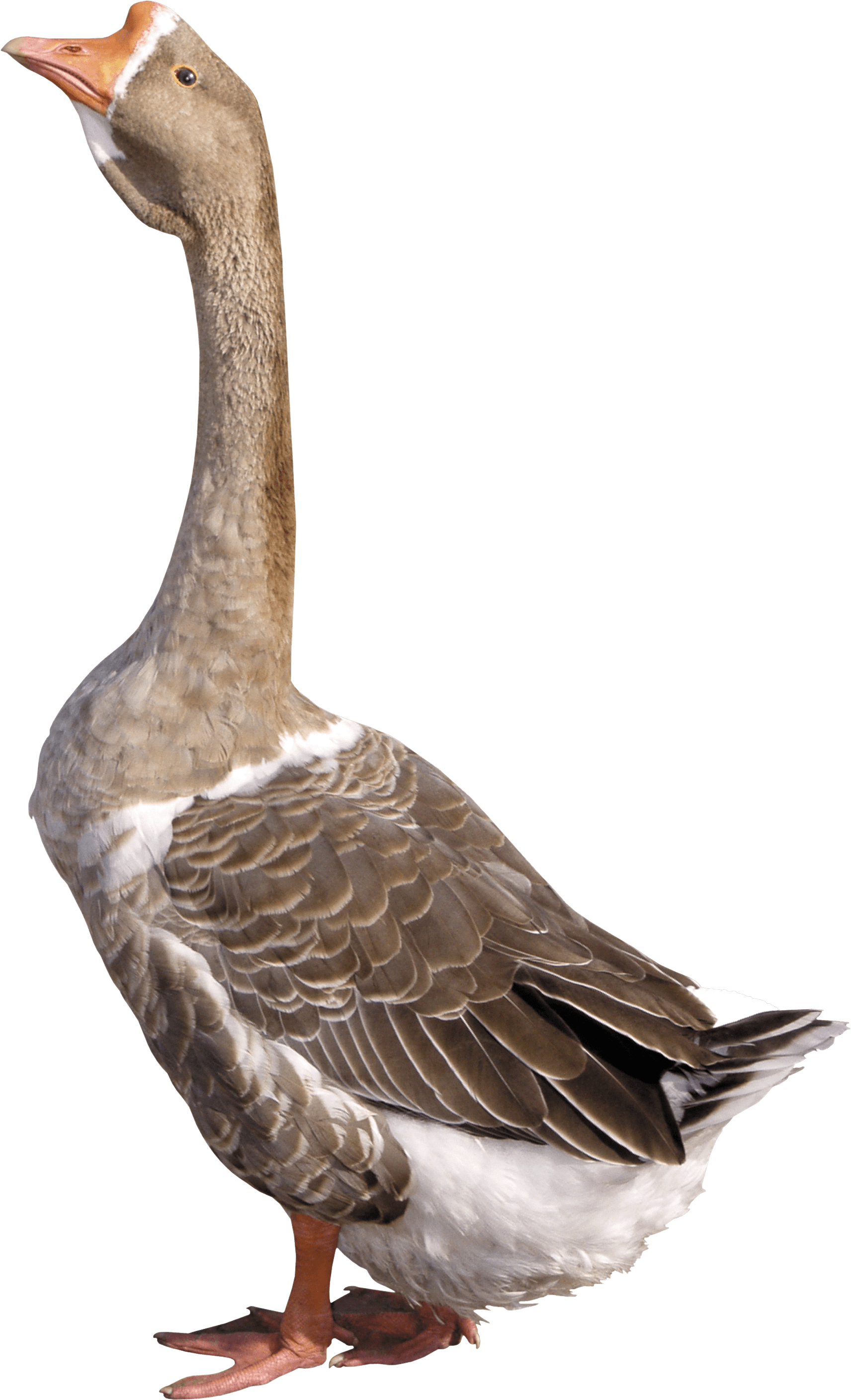 Goose Transparent PNG Image