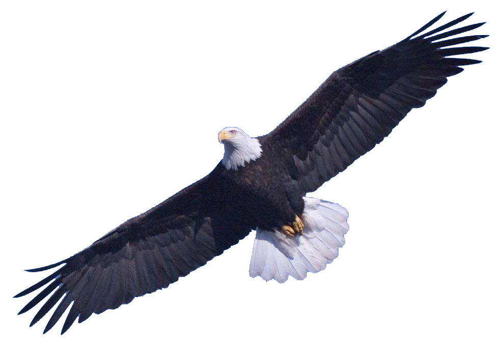 Bald Eagle Transparent PNG Image