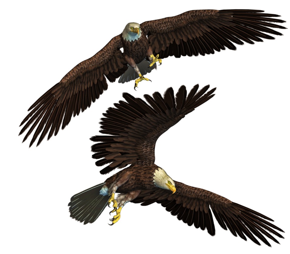 Eagle 10 Transparent PNG Image