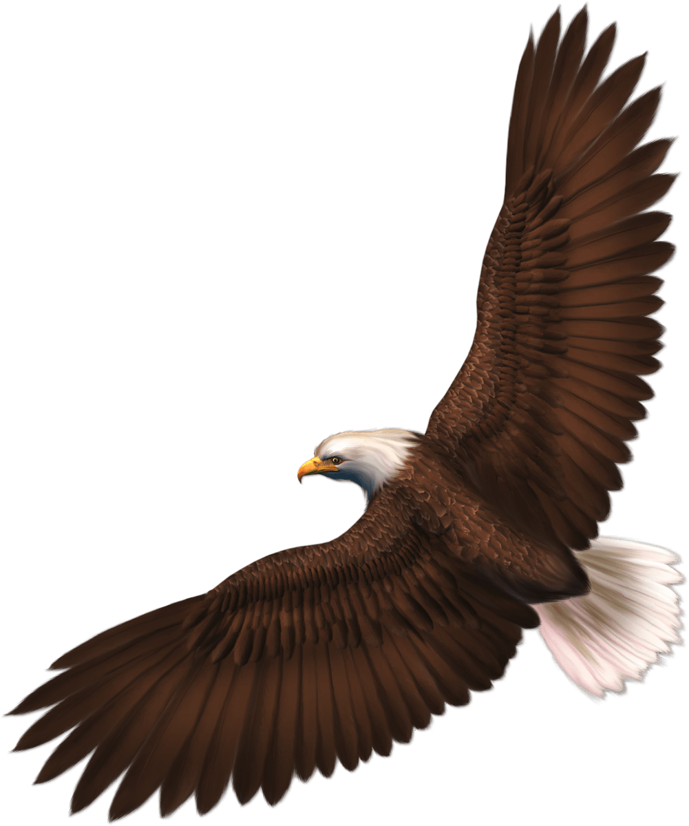 Eagle With Transparency Transparent PNG Image