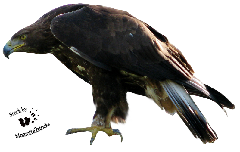 Eagle 2 Transparent PNG Image