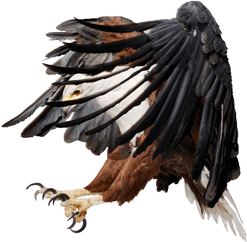 Eagle Transparent PNG Image