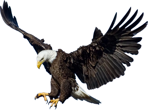 Eagle 3 Transparent PNG Image