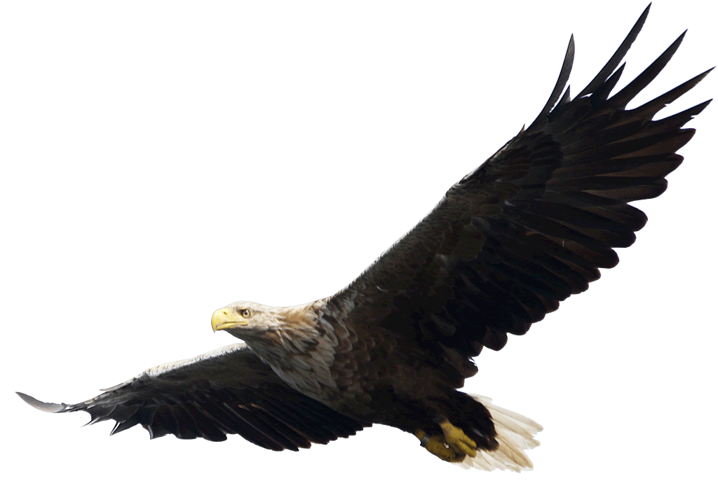 Eagle Transparent PNG Image