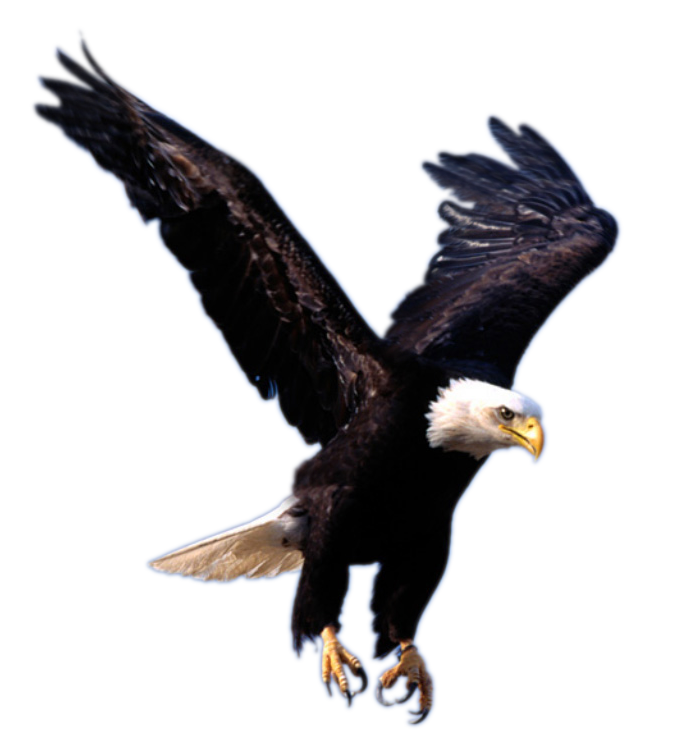 Eagle 8 Transparent PNG Image