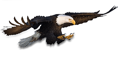 Eagle Transparent PNG Image