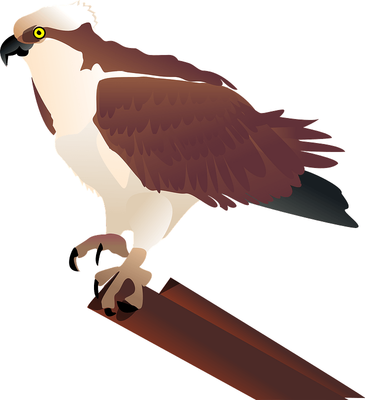 Eagle Sitting Transparent PNG Image