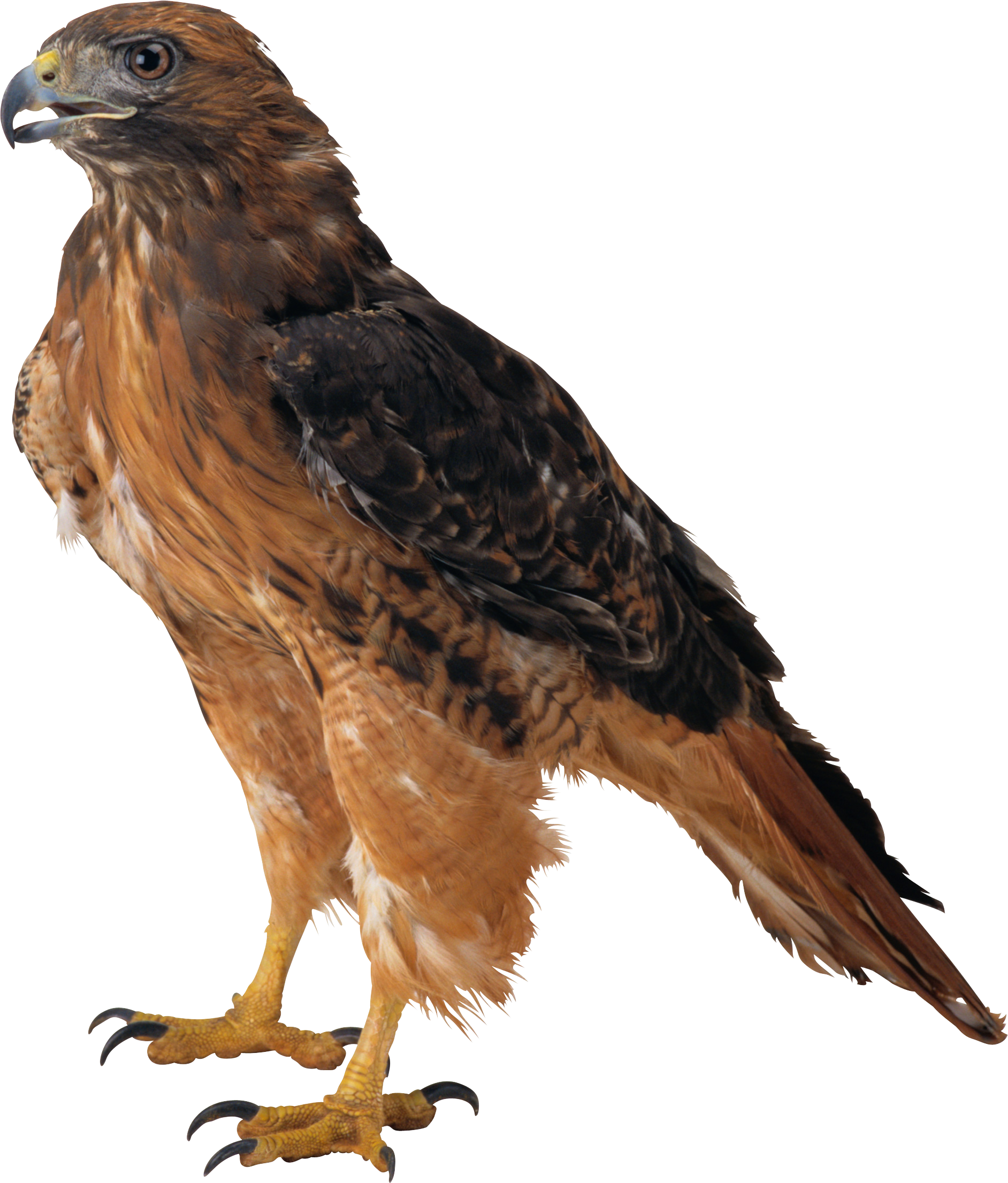Eagle Sitting Transparent PNG Image