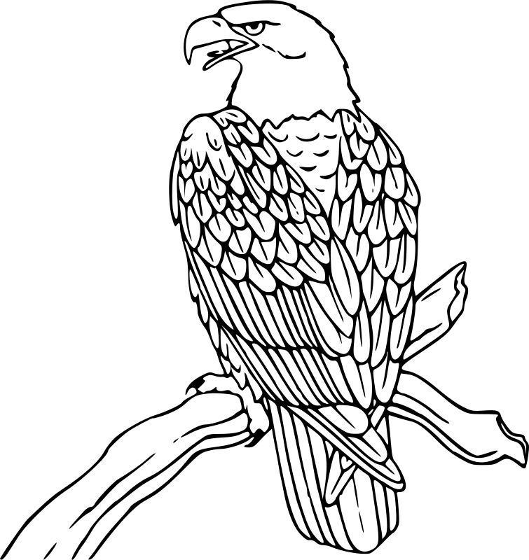 Eagle Sitting Transparent PNG Image