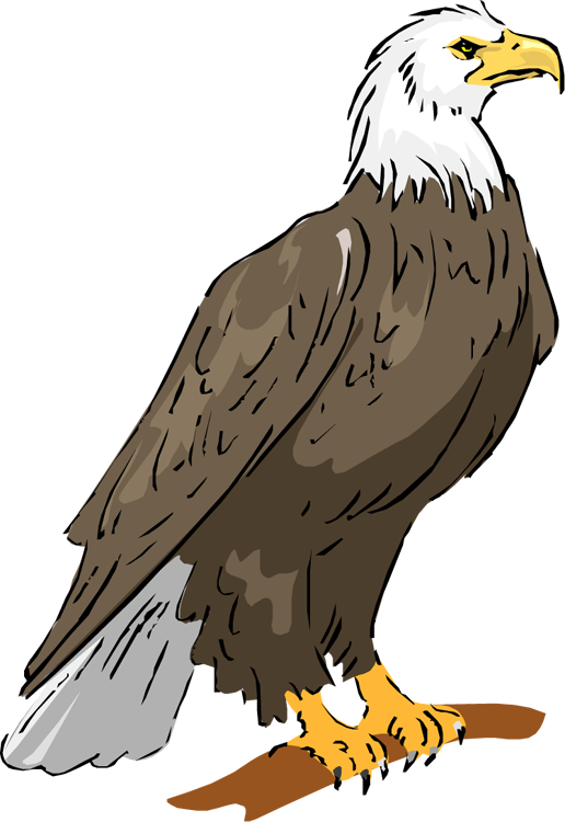 Eagle Sitting Transparent PNG Image