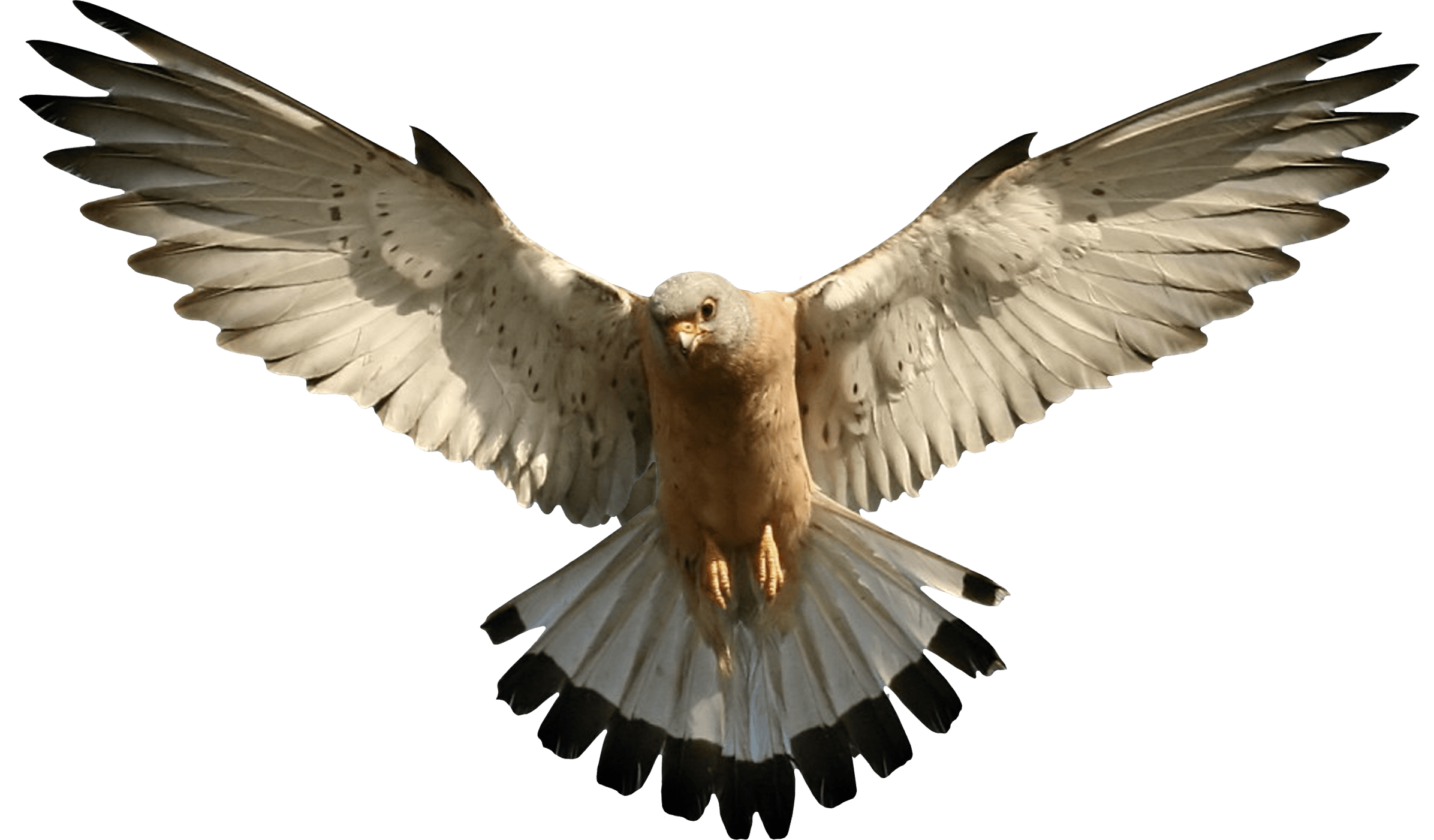 Eagle Transparent PNG Image