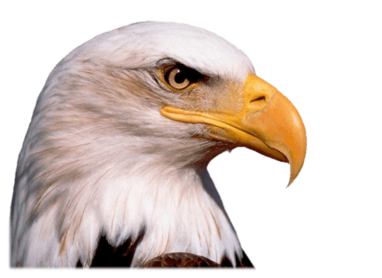 Eagle Head Transparent PNG Image