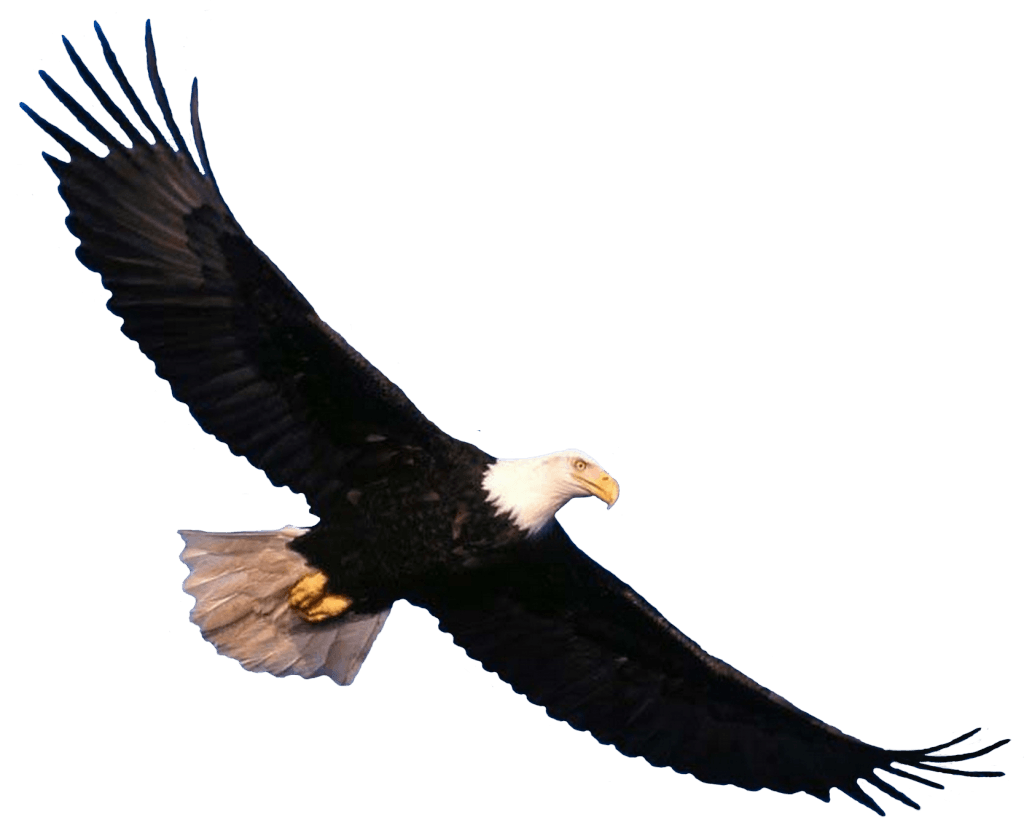 Eagle Transparent PNG Image