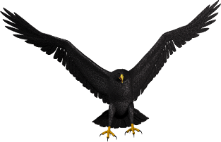Bald Eagle Transparent PNG Image