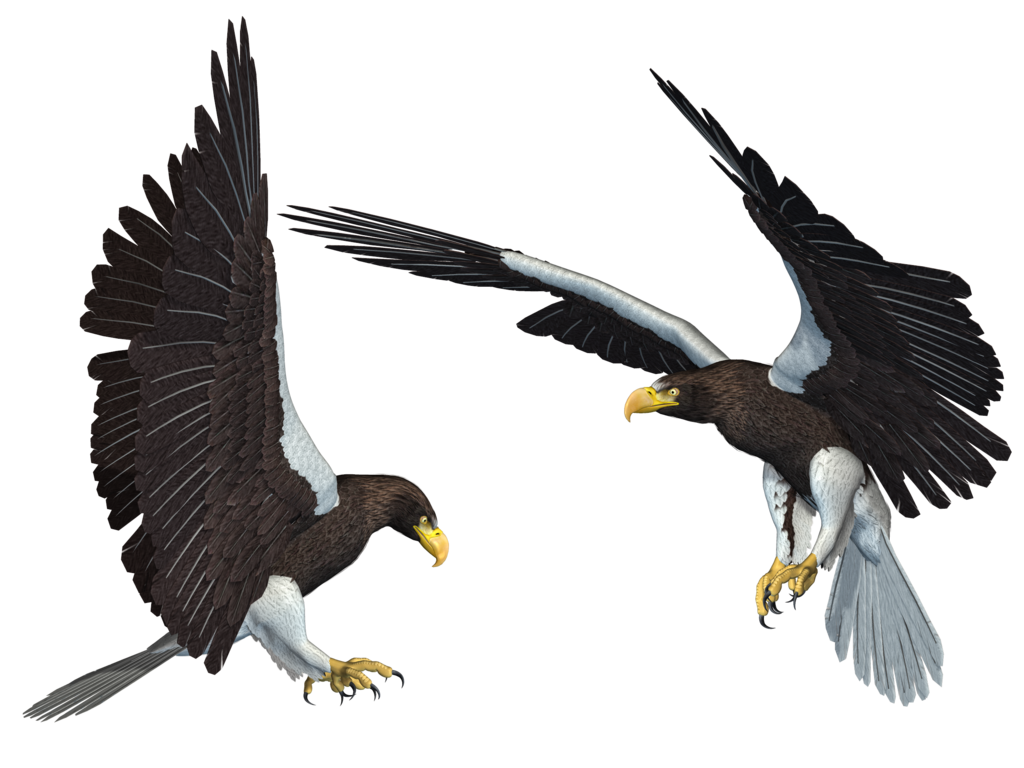 Eagle 11 Transparent PNG Image