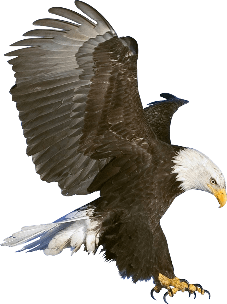 Eagle Transparent PNG Image