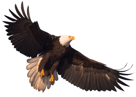 Eagle With Transparency Transparent PNG Image
