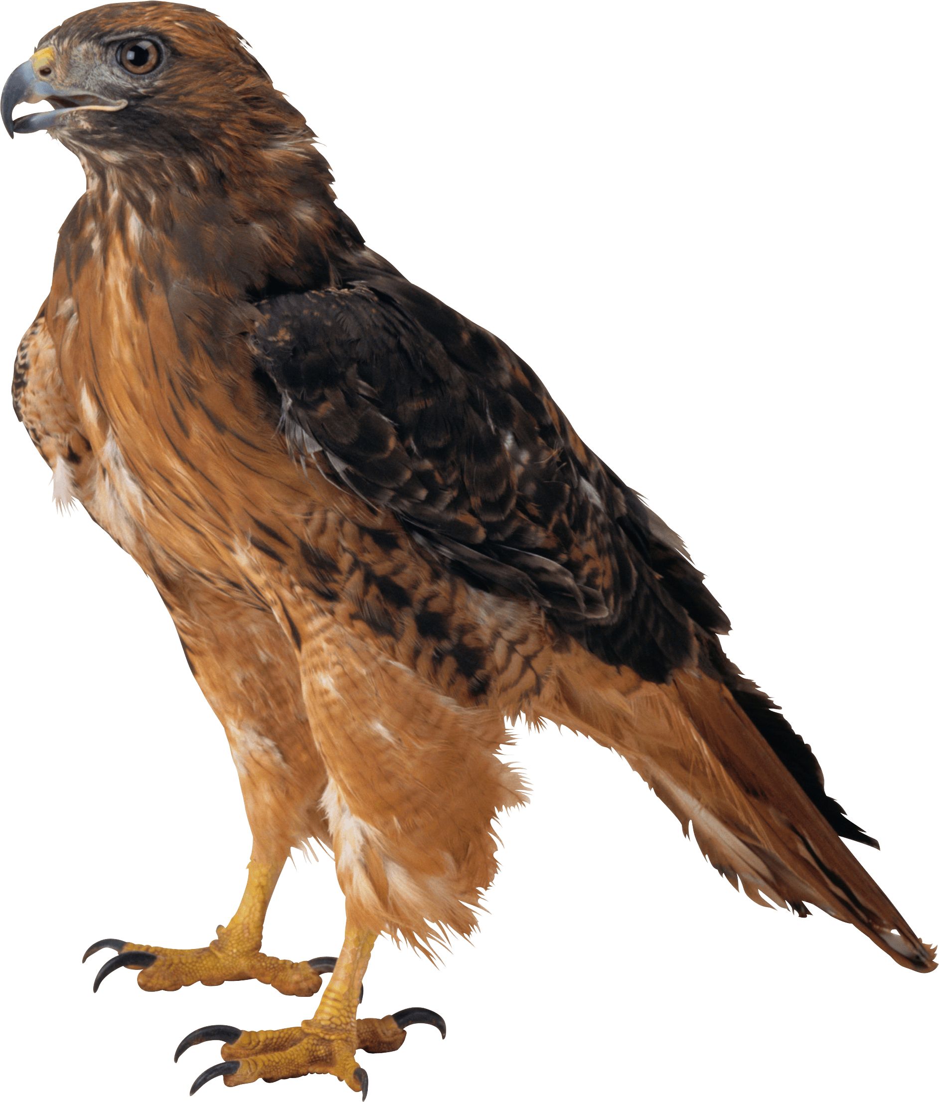 Eagle Transparent PNG Image