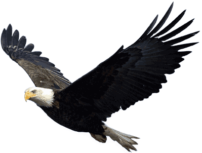 Eagle Transparent PNG Image