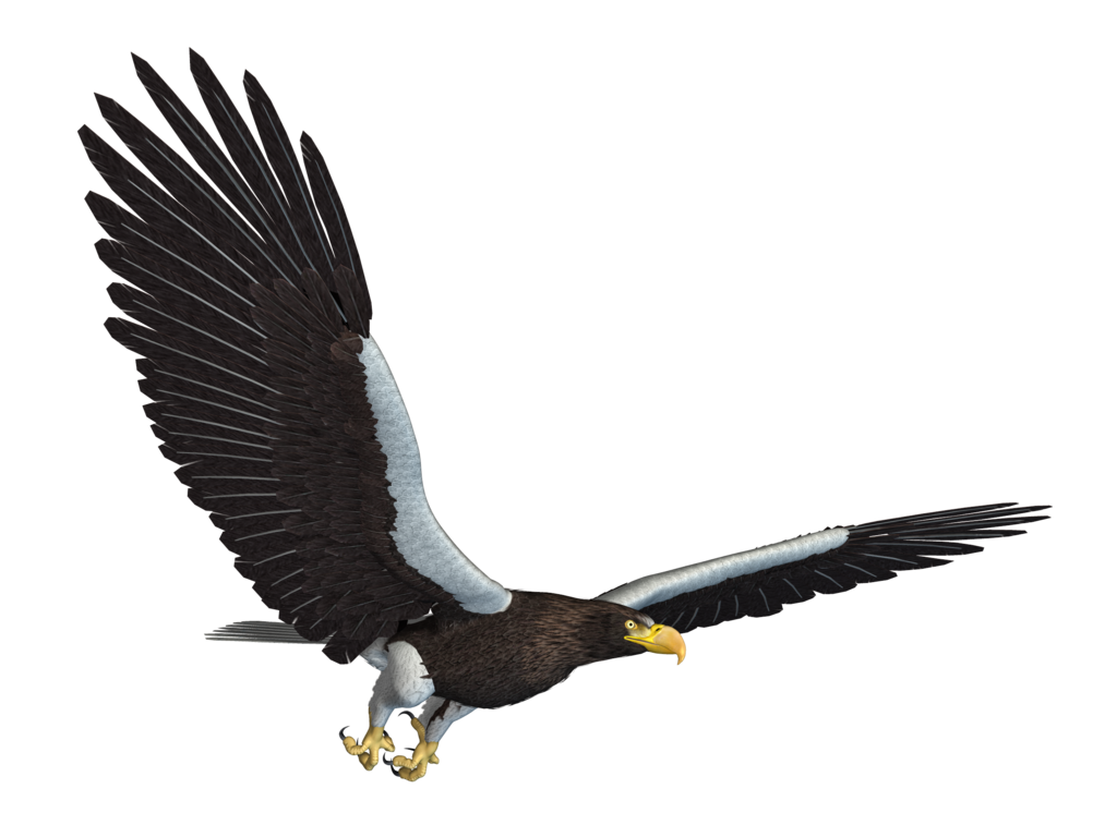 Eagle 12 Transparent PNG Image