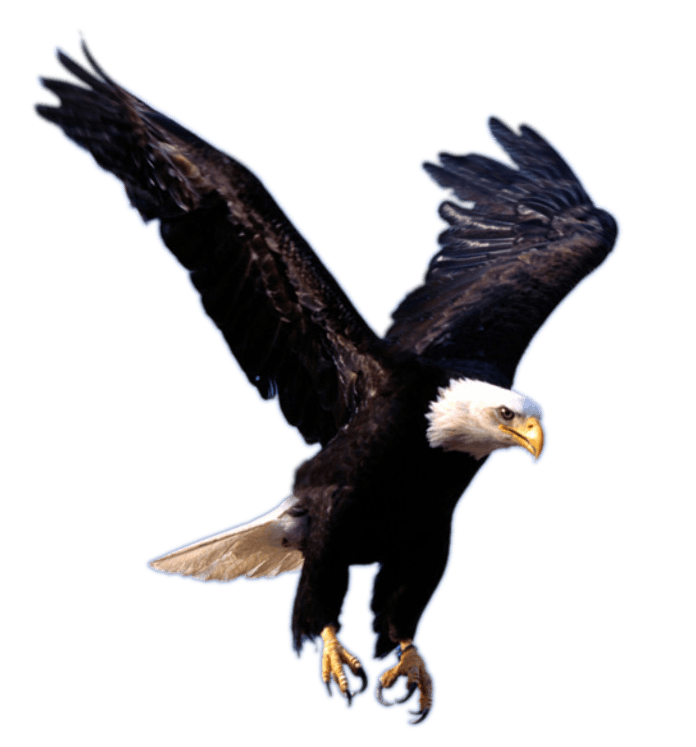 Flying Eagle Transparent PNG Image
