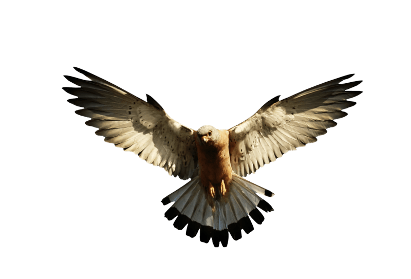 Eagle Transparent PNG Image