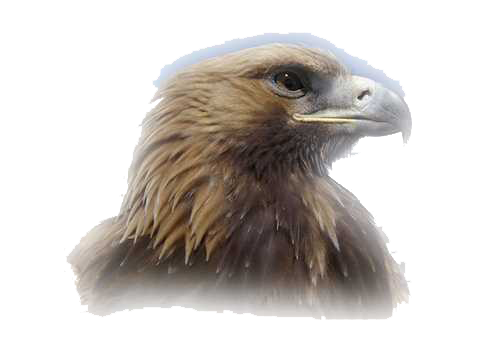 Eagle Head Transparent PNG Image