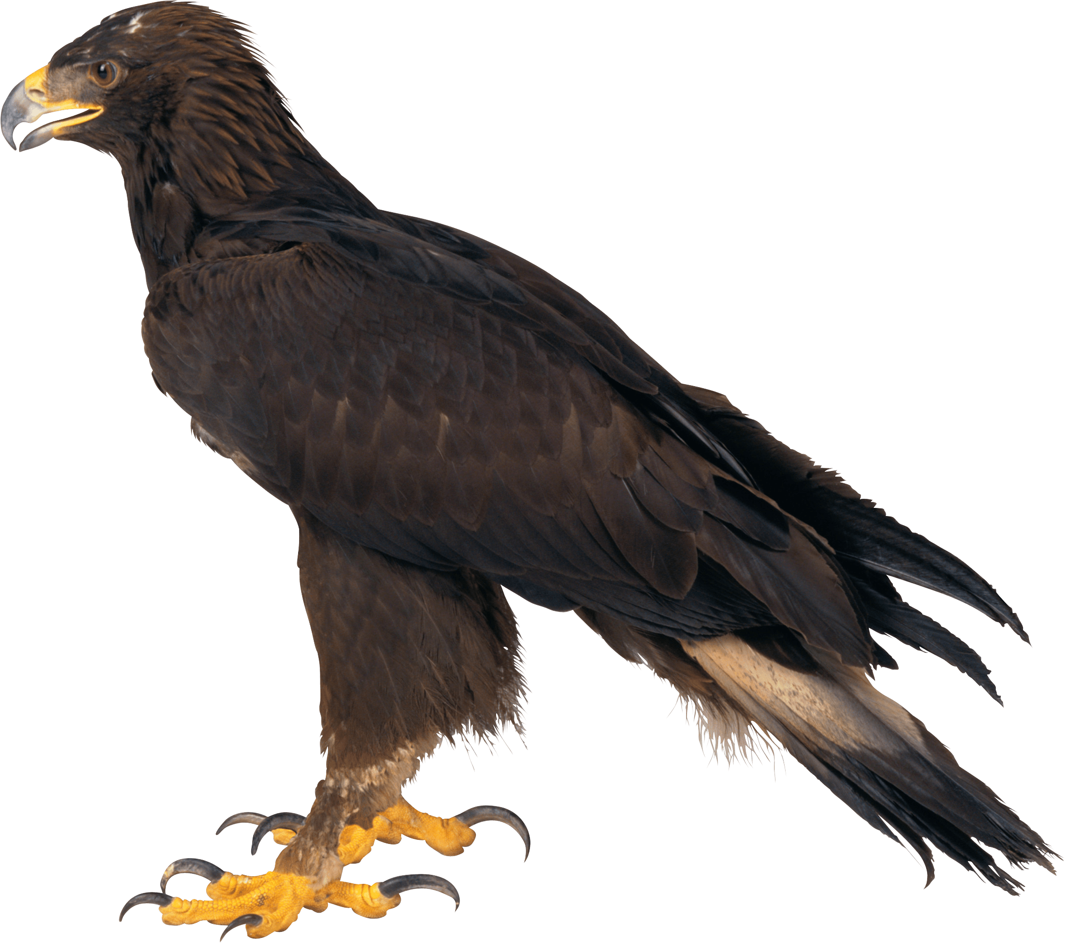 Eagle Transparent PNG Image
