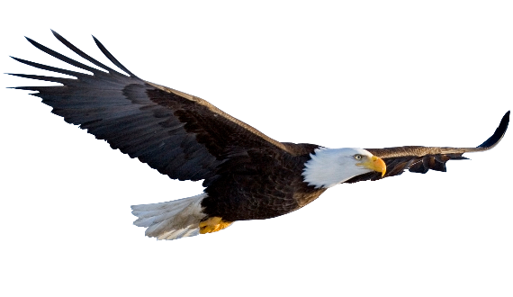 Flying Eagle Background Transparent PNG Image
