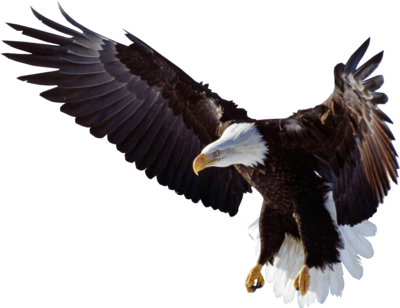 Flying Eagle Transparent PNG Image
