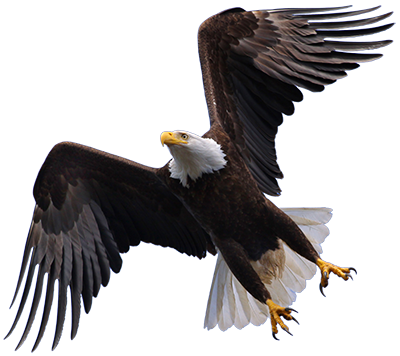 Flying Eagle Transparent PNG Image
