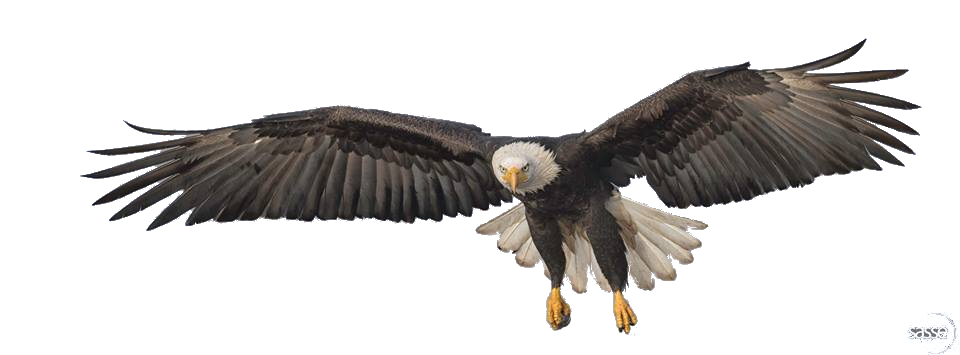 Flying Eagle Transparent PNG Image