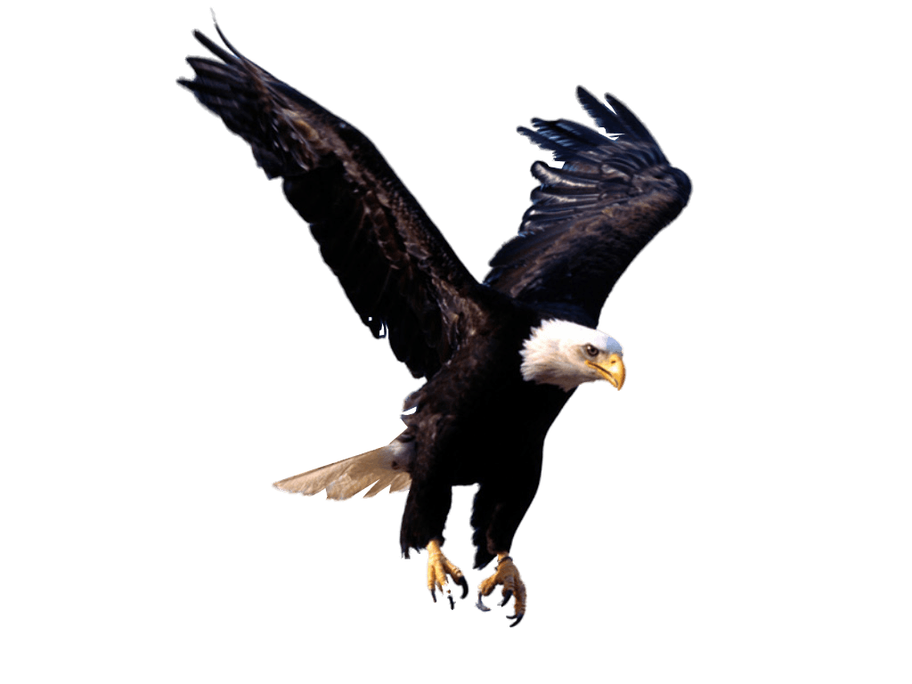 Eagle Transparent PNG Image