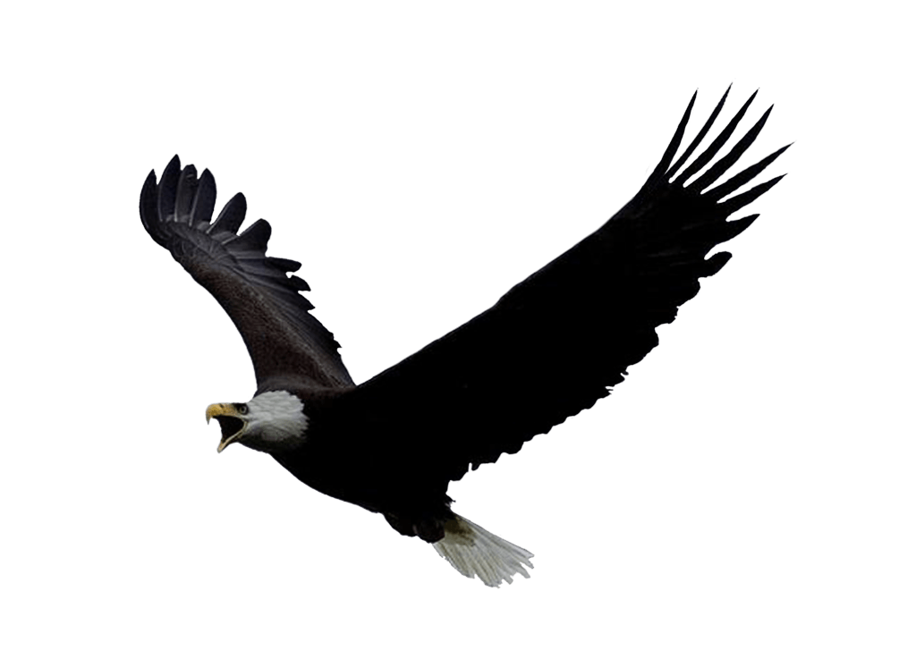 Eagle Transparent PNG Image