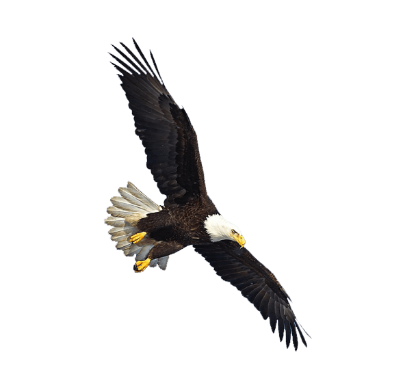 Eagle Transparent PNG Image