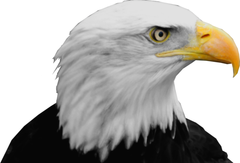 Bald Eagle Transparent PNG Image