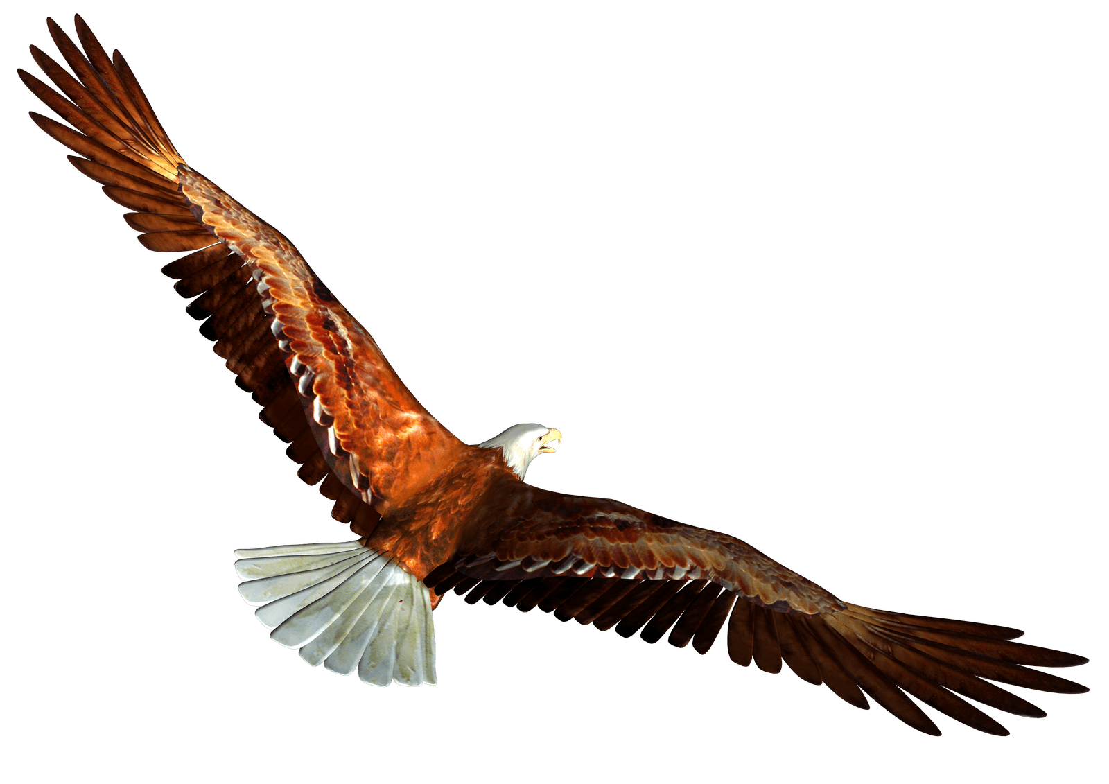 Eagle Transparent PNG Image