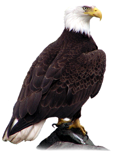 Bald Eagle Transparent PNG Image
