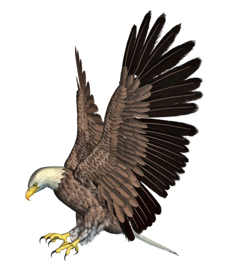 Eagle 4 Transparent PNG Image