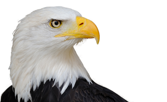 Eagle 5 Transparent PNG Image