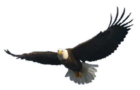 Flying Eagle Transparent PNG Image