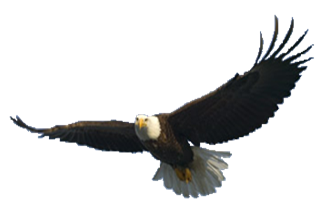 Bald Eagle Transparent PNG Image
