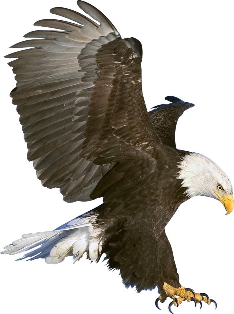 Eagle 6 Transparent PNG Image