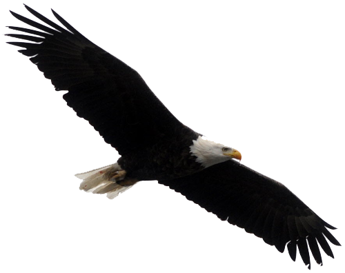 Bald Eagle Transparent PNG Image