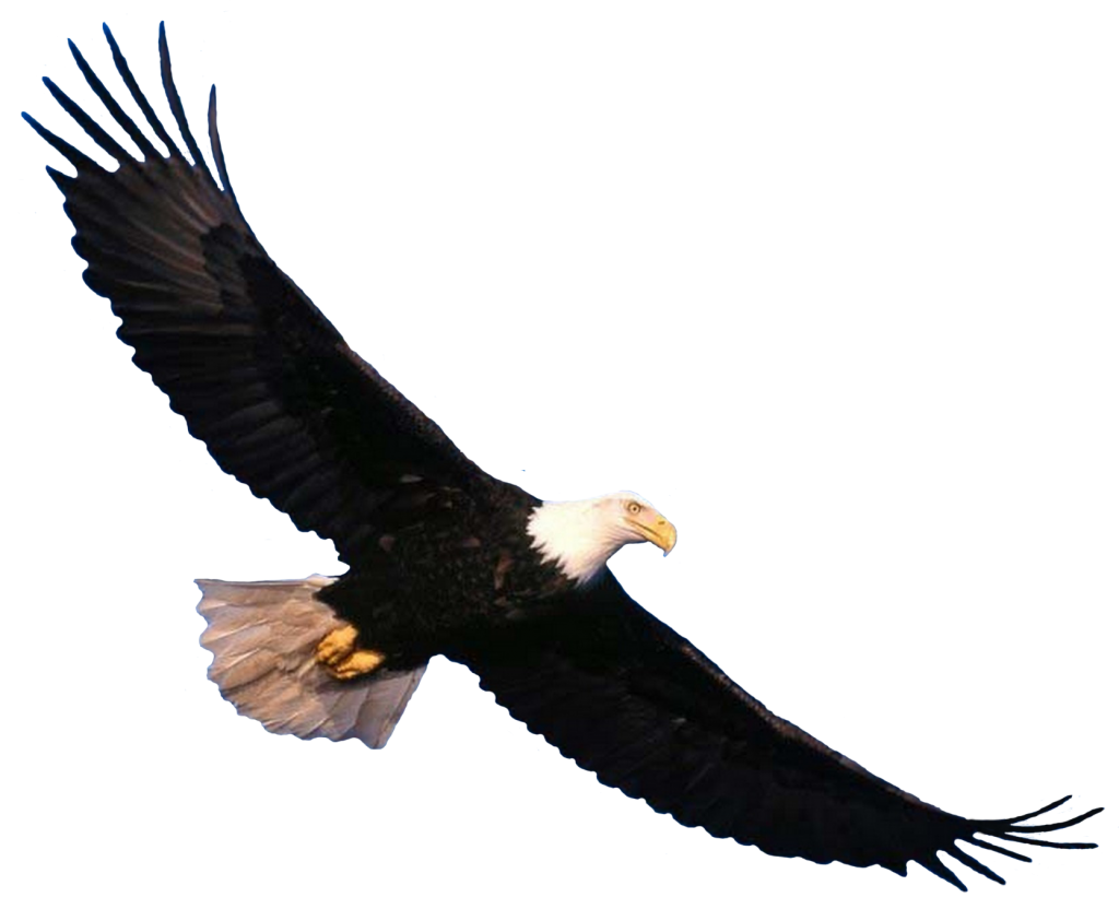 Eagle 7 Transparent PNG Image