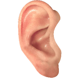 Ear Transparent PNG Image