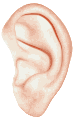 Ear Transparent PNG Image