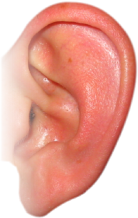 Ear Transparent PNG Image