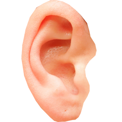 Ear Transparent PNG Image