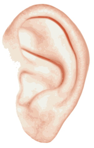 Ear File Transparent PNG Image